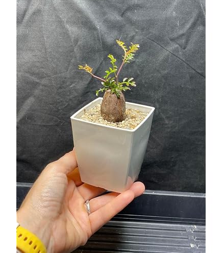 Amazon｜オペルクリカリア ヒファエノイデス 根挿し株 ポットごと
